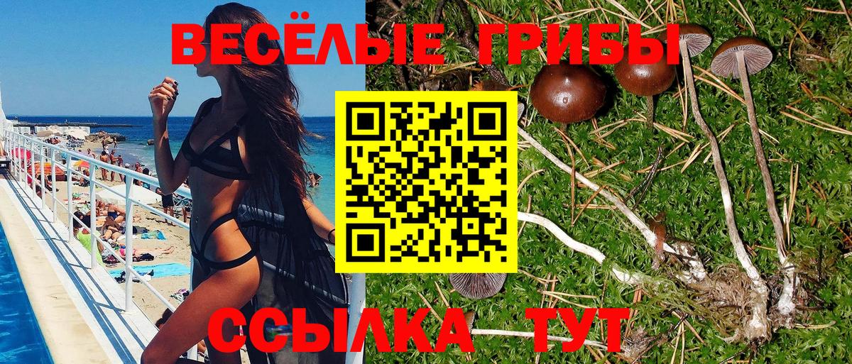 Псилоцибиновые грибы мицелий  Вход с VPN  Псилоцибиновые грибы Psilocybine cubensis  Донской 